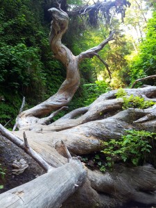 Redwood Park